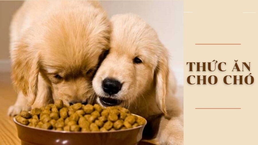 6ee10b22 thuc an kho cho cho