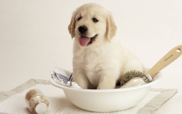 benh vien petcare an viet 173822