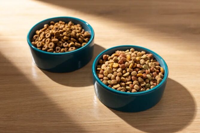 Tổng hợp các loại hạt thức ăn cho mèo? Top 10 hạt thức ăn cho mèo tốt nhất