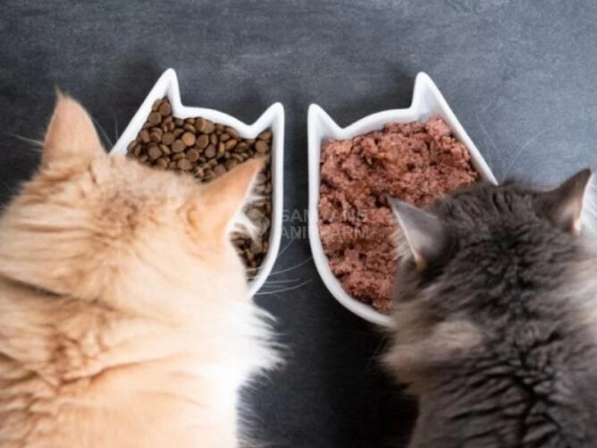Cách Chọn Thức Ăn Cho Mèo Anh Phù Hợp