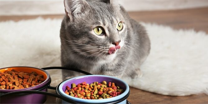 Lưu ý gì khi chọn thức ăn cho mèo con chuẩn nhất