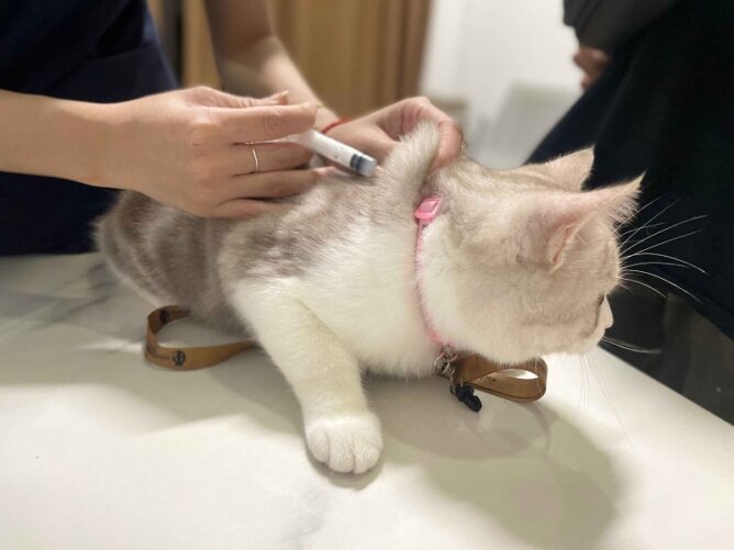 Những lý do khiến mèo bị suy thận? Thức ăn cho mèo bị suy thận cần lưu ý gì?